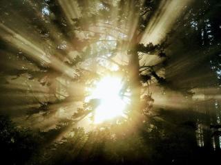 Shorepine - Tiny Tranquility on the Oregon Coast! - Waldport - 5