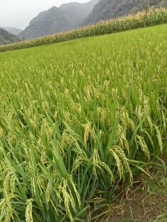 Ba Be Village Homestay - Bắc Kạn - 0