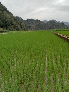 Ba Be Village Homestay - Bắc Kạn - 4