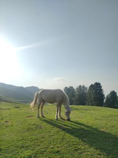 Pahadlok Bhadraj Camp Site - Mussoorie - 4