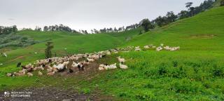 Pahadlok Bhadraj Camp Site - Mussoorie - 1