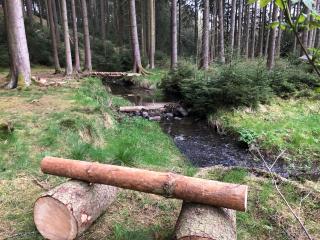 Hundeurlaub im Tiny House im Wald - Tanna - 4