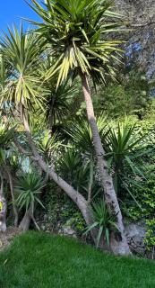 Superbe Villa très proche cannes - Mougins - 3