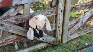 Dream Weavers Farm Cabin - 4