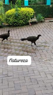 Pousada do Dedé - 6