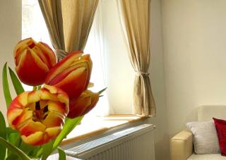Sun Studio in Old Town Center - Quiet & Cozy - Braşov - 5
