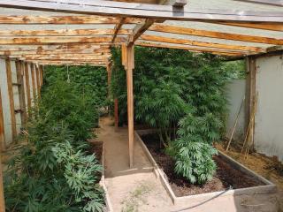 The Ganja Getaway - Arroyo Grande - 9