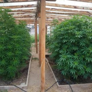 The Ganja Getaway - Arroyo Grande - 2