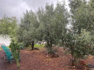 Los Tres Olivos - Las Palmas de Gran Canárias - 2