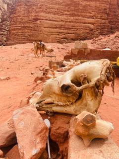 desert Hawk - Wadi Rum - 4