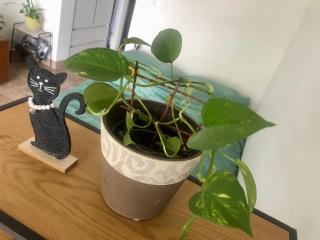 Pri piratski mački - At the pirate cat - Dal gatto pirata - 9