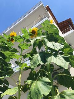 Sunflower Himara - 8