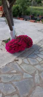 ΤΟ ΕΞΟΧΙΚΟ - Thános - 1