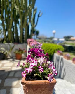 Hotel Boutique Ischia - Ischia - 4
