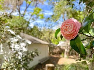 Adorable 1920s home near UF stadium sleeps 10 - Gainesville - 4