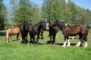 Ferienbauernhof - Ferienwohnung 6 - 2