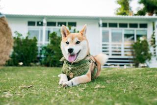 海角42號三館包棟民宿-寵物友善 - 7