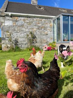 Bed & Breakfast - Shanakeever Farm - 5