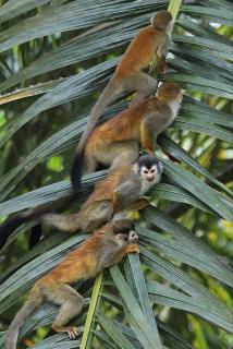 Luxury Villa with Separate Guest house and 360view - Quepos - 4