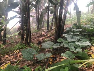 Gorilla Homestay Kabale - Kabale - 5