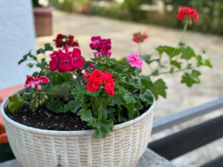 Studio Apartment near Beach Petrčane - Quiet & Central - Unit 2 - 2