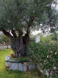 Olive tree villa - 6