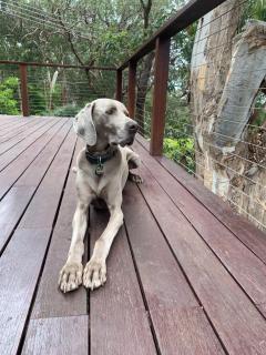 Whispering Gums - Ocean Views, Pet Friendly, EV UNIT 7kW for electric cars, Sleeps 7 - Lorne - 6