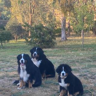 Stringybark, Halls on Falls Homestead - Strath Creek - 5