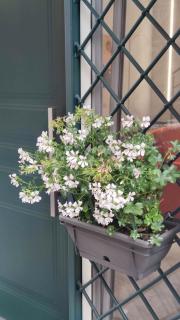 Casa Morena, nel cuore di Napoli - 6