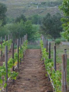 Moira's Cottage - Calitzdorp - 8