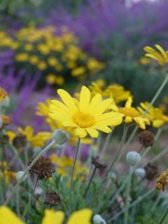 Moira's Cottage - Calitzdorp - 5