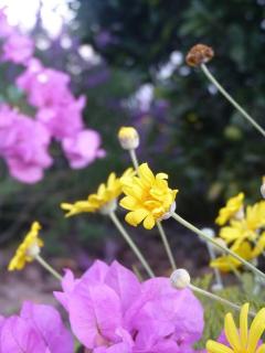 Moira's Cottage - Calitzdorp - 3