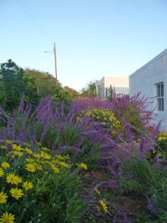 Moira's Cottage - Calitzdorp - 6