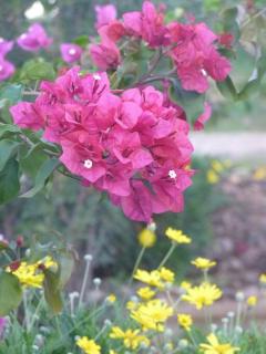 Moira's Cottage - Calitzdorp - 4