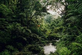 One&Only Nyungwe House - Rwumba - 6
