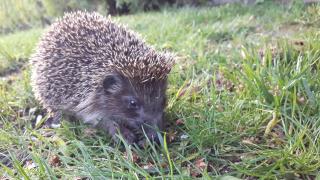 FANTASY APARTMENTS - 4