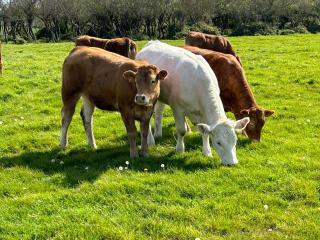 Villa Roc Vaudieu - Charmante maison de pêcheurs - 4