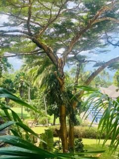 Fisherhut Beachfront Studios - Diani Beach - 9