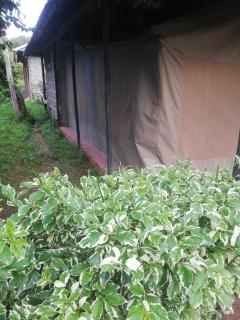 Eco mara forest camp - Ololaimutiek - 1