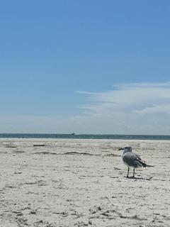 Steps to beach with No Resort Fees and FREE parking 2 - St. Pete Beach - 3