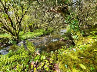Stepping Stones Glamping little red - Bantry - 3