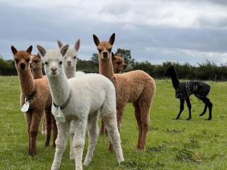 The Alpaca Farmhouse with hot tub and alpaca experience included - Dromara - 1