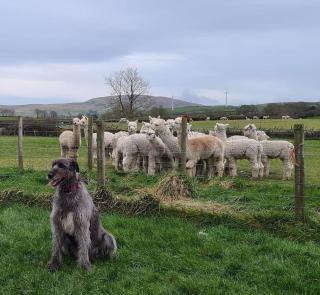 The Alpaca Farmhouse with hot tub and alpaca experience included - Dromara - 5
