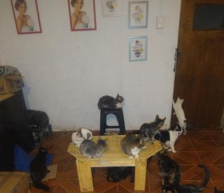 Casa de alojamiento - Santiago - 5