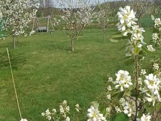 E Berry Farm - Slow life home - Olszyna - 7