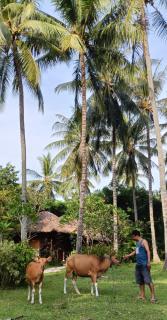 Lendang Eco Lodge - Senggigi - 6