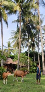 Lendang Eco Lodge - Senggigi - 8