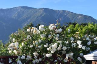 Dylans Country Cottages - Kaikoura - 5