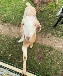 Church Farm Dairy - 2