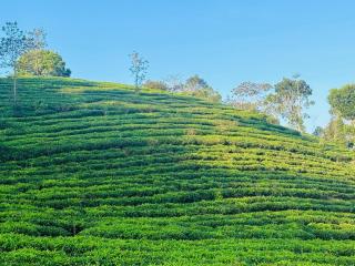 Amour Estate - Periya - 2